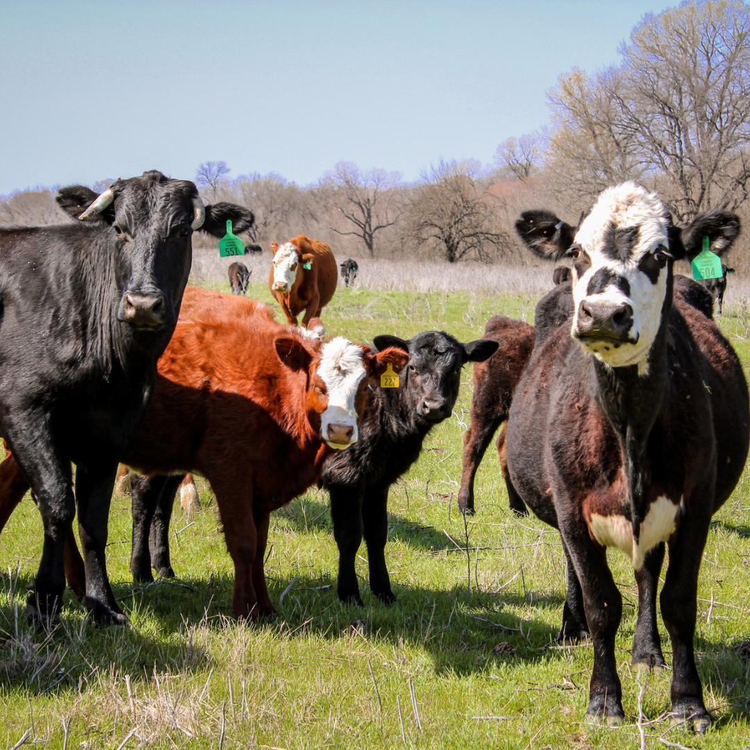 Boneless Ribeye Steak | Grass-Fed & Grass-Finished and Raised Wild Texas