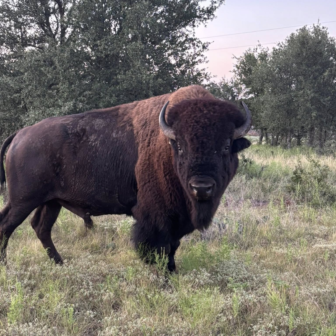 Grass-Finished Bison | Pasture-Raised Bison in DFW – ROCK Farmhouse