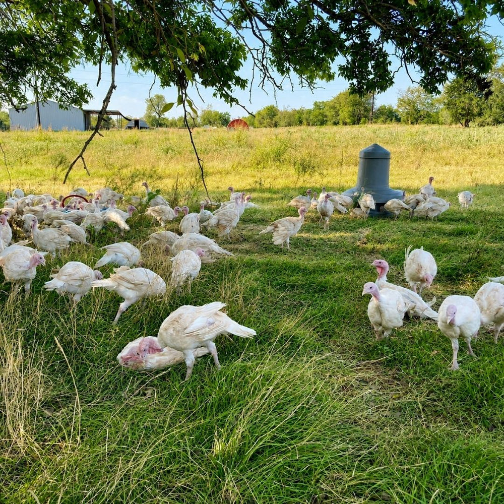 Turkeys outdoors on pasture at Windy Meadows Family Farm