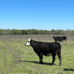Ancestral Blend Ground Beef - (Raised Wild Texas)