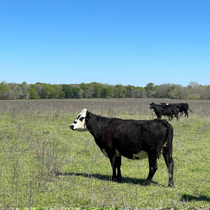 Ancestral Blend Ground Beef - (Raised Wild Texas)