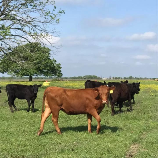 Ground Beef (Full Quiver Farms)