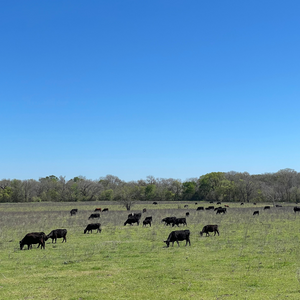 Ground Beef 90/10 - (Raised Wild Texas)
