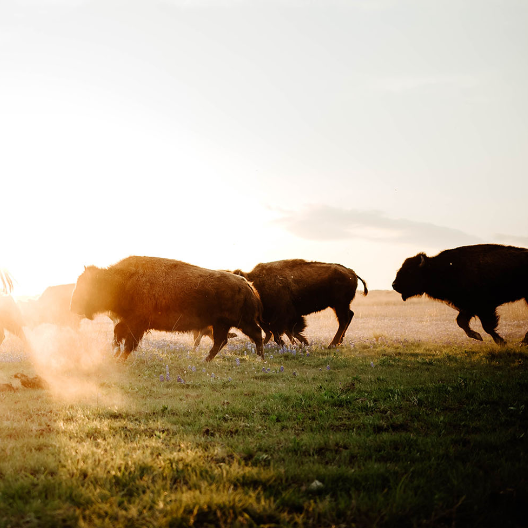 Bison Rump Roast | Grass-Fed Texas Bison – ROCK Farmhouse